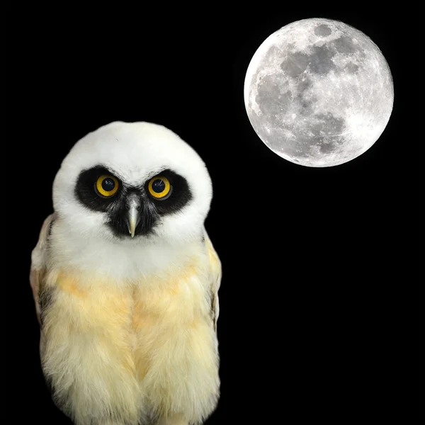 Spectacled Owl — Stock Photo, Image
