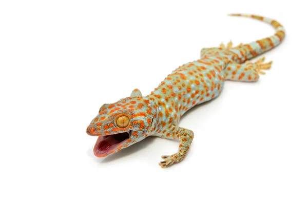 Gecko Ordförande — Stockfoto