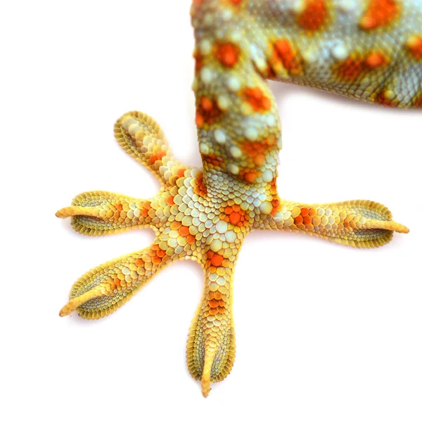 Gecko — Stok fotoğraf