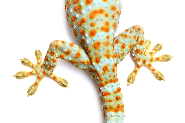 Gecko. — Foto de Stock