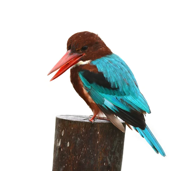 Білогорлий серпокрилець зимородок птах — стокове фото
