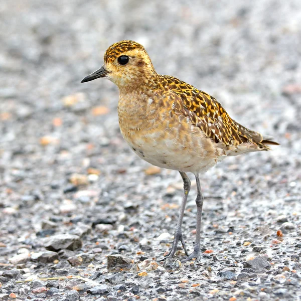 Pazifischer Goldregenpfeifer — Stockfoto