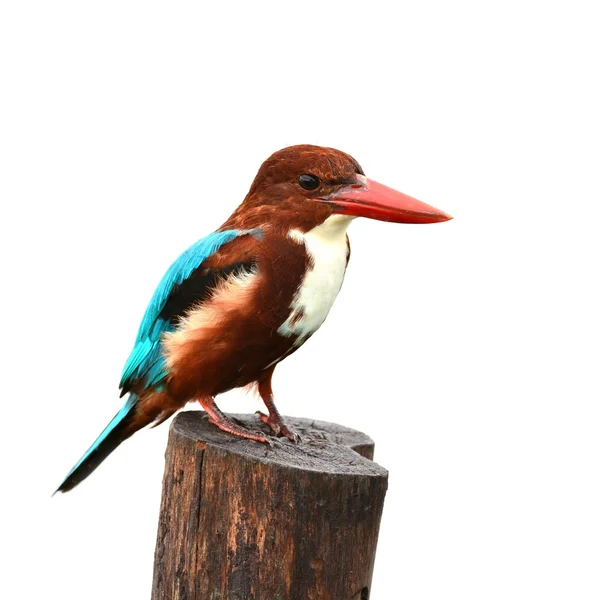 Vitstrupig kungsfiskare fågel — Stockfoto
