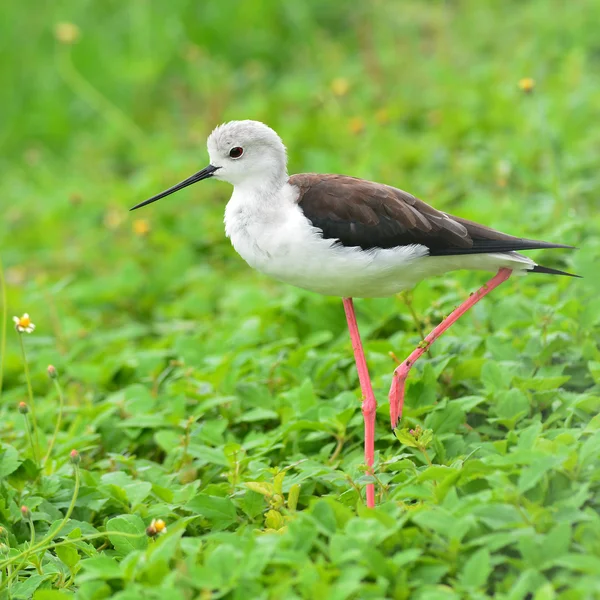 Uccello palafitta alato nero — Foto Stock