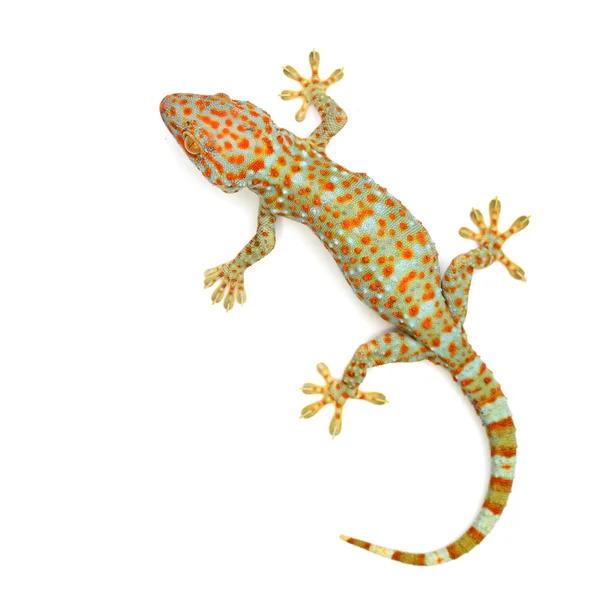 Gecko. — Zdjęcie stockowe