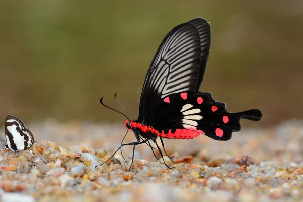 Mariposa rosa común —  Fotos de Stock