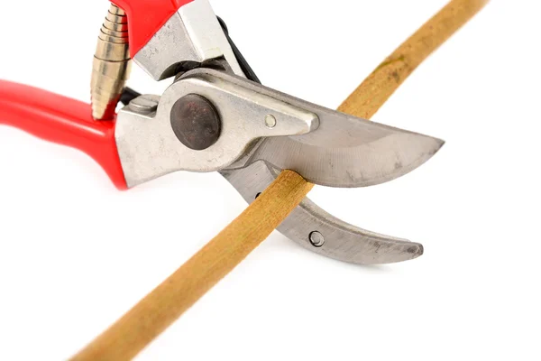 Red garden secateurs — Stock Photo, Image