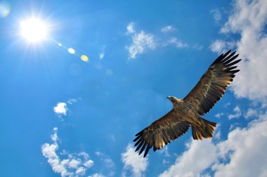 Kuş Uçuş mavi gökyüzü üzerinde