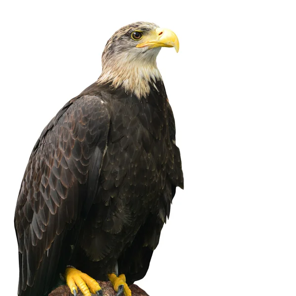 Amerikanischer Weißkopfseeadler — Stockfoto