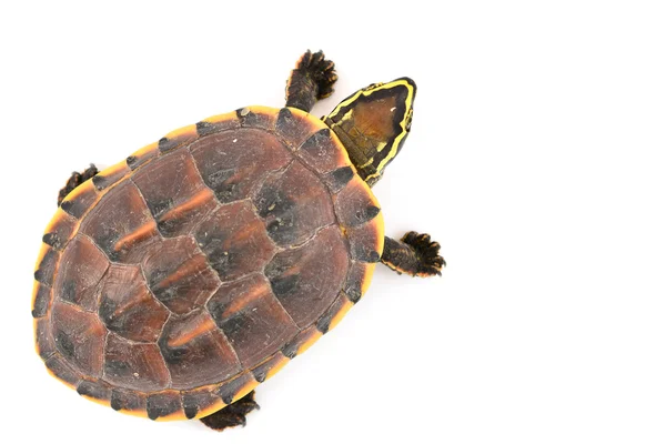 Zeeschildpad — Stockfoto