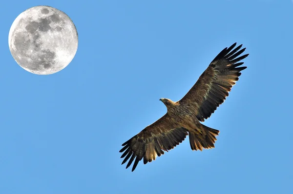 Steppe vultur — Fotografie, imagine de stoc