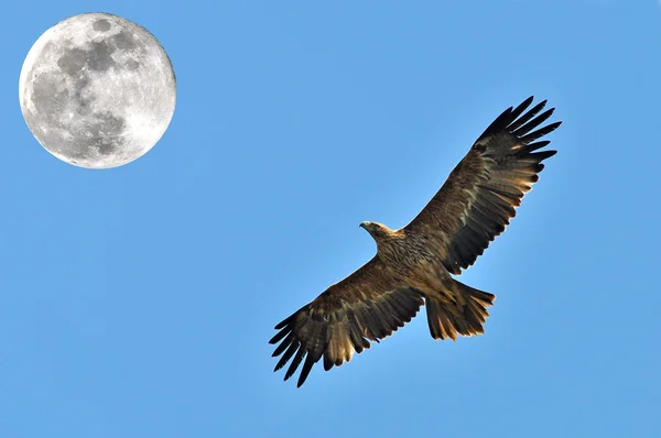 Steppe Eagle — Stock Photo, Image