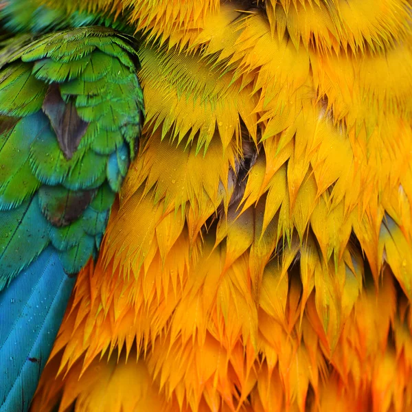 Красочные перья — стоковое фото