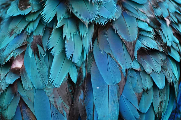 Colorful feathers