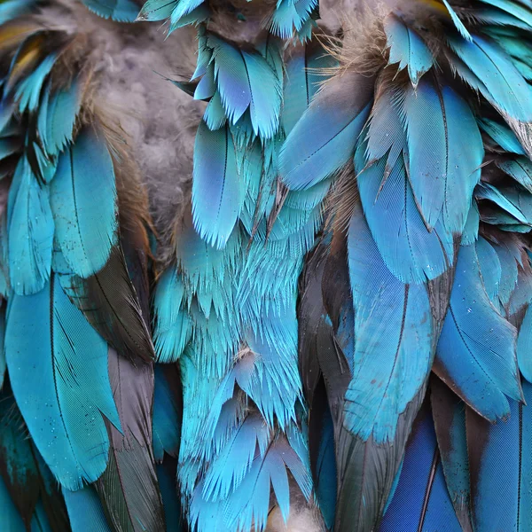 Färgglada fjädrar — Stockfoto