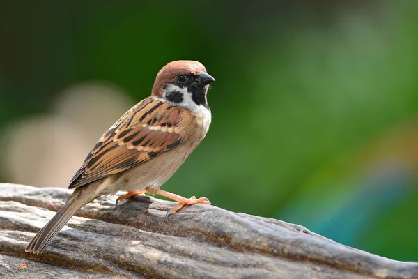 Euraziatische Ringmus vogel — Stockfoto