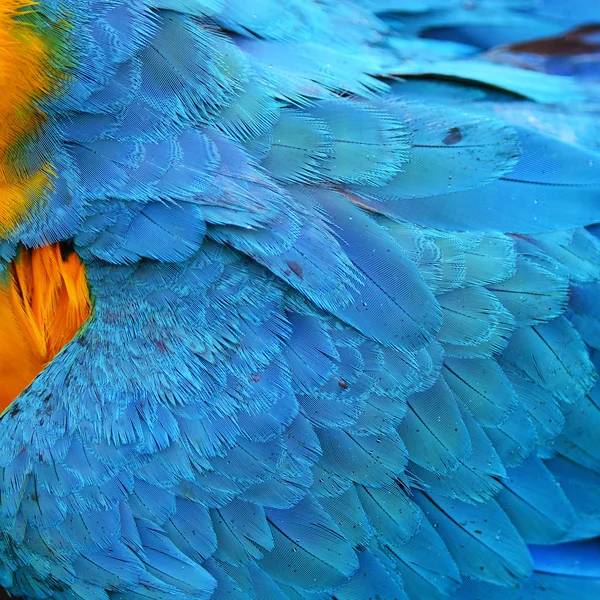 カラフルな羽 — ストック写真