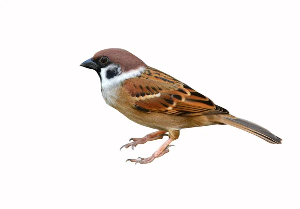 Ευρασιατική Tree Sparrow πουλί — Φωτογραφία Αρχείου