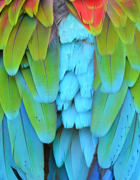 Scarlet Macaw feathers — Stock Photo, Image