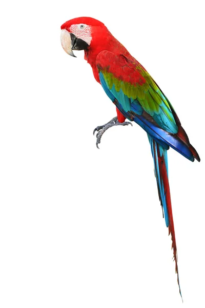 Πολύχρωμο πουλί κόκκινο και πράσινο είδος παπαγάλου — Φωτογραφία Αρχείου