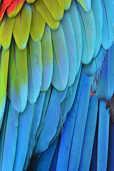 Ara papagáj toll — Stock Fotó