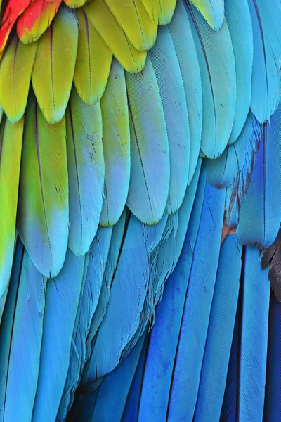 コンゴウインコの羽 — ストック写真