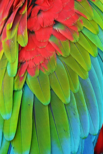 Macaw feathers — Stock Photo, Image