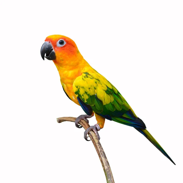 일요일 conure — 스톡 사진