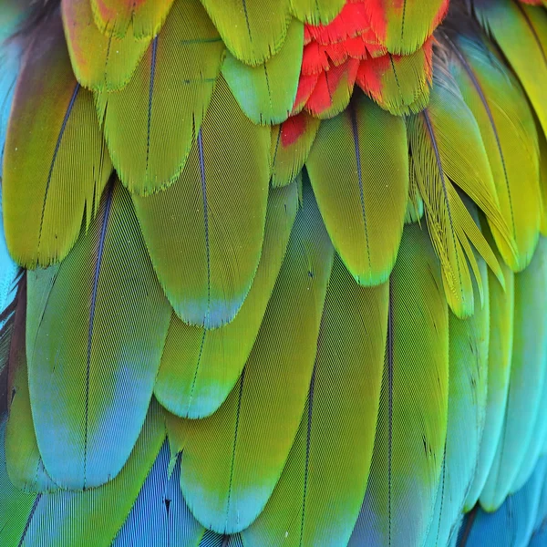 Перья алого ара — стоковое фото