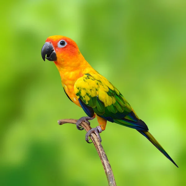 Solen conure — Stockfoto