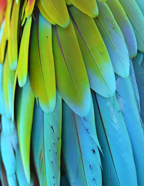 緋色のコンゴウインコの羽 — ストック写真