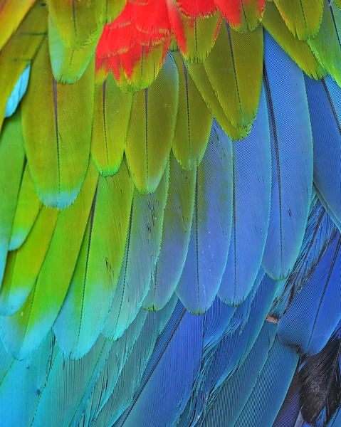 Scarlet Macaw feathers — Stock Photo, Image