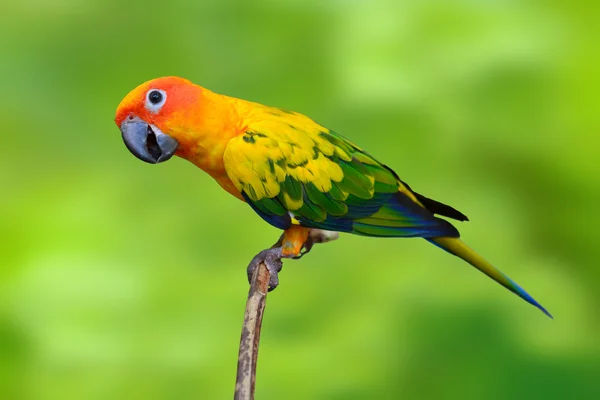 Słońce conure — Zdjęcie stockowe