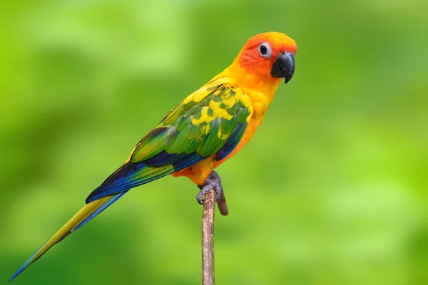 Solen conure — Stockfoto