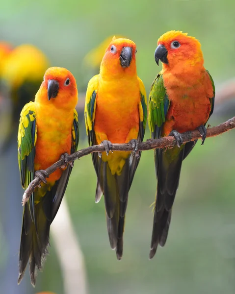 Güneş conure — Stok fotoğraf