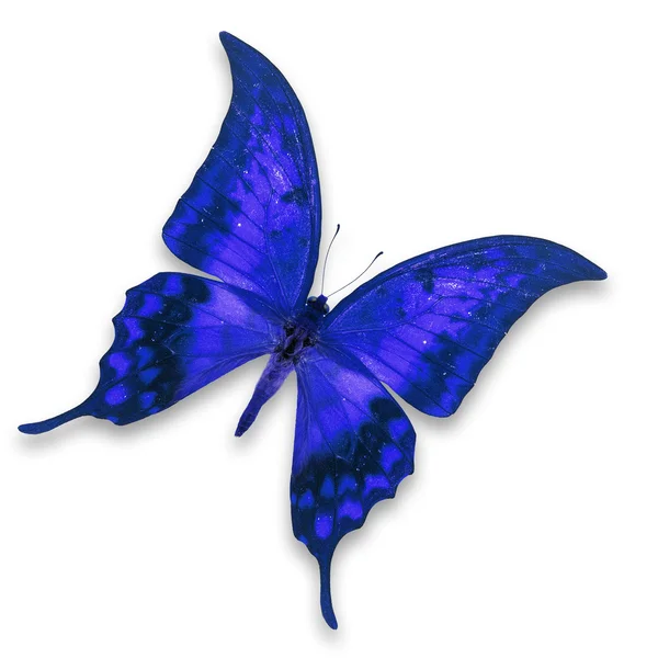 Mariposa azul — Foto de Stock