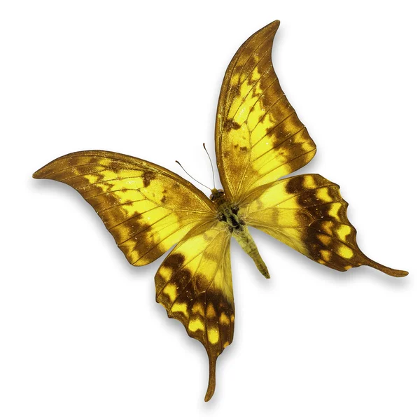 Yellow Butterfly — Stock Photo, Image