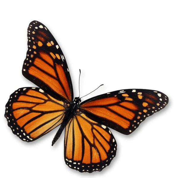 Mariposa monarca — Foto de Stock