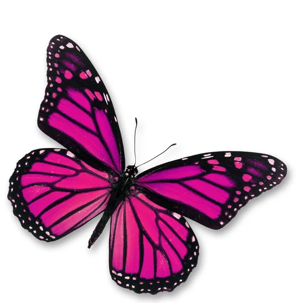 ピンクの蝶 — ストック写真