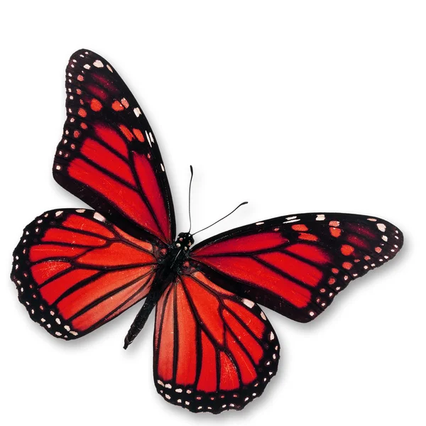 Mariposa roja — Foto de Stock