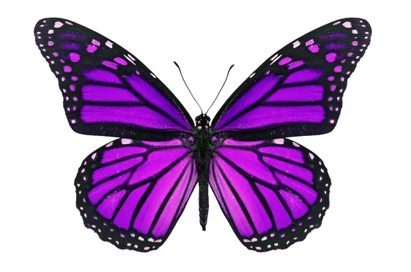 Purple Butterfly — Stock Photo, Image