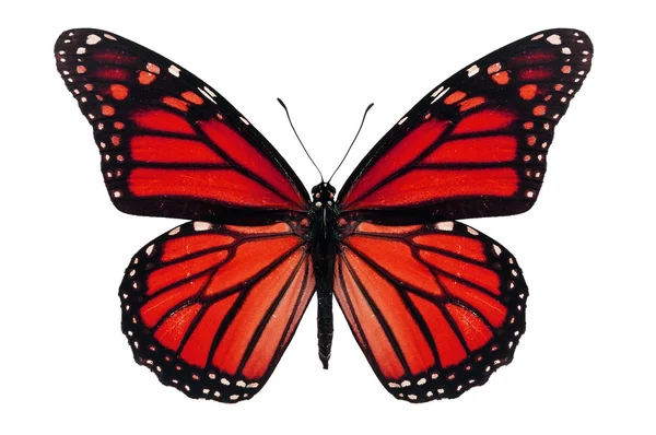 Mariposa roja — Foto de Stock