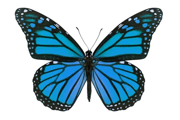 Blue Butterfly — Stock Photo, Image
