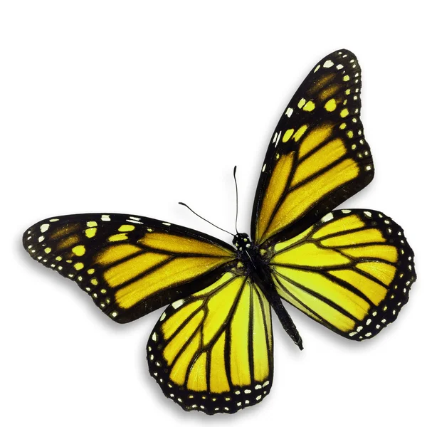 Mariposa amarilla — Foto de Stock