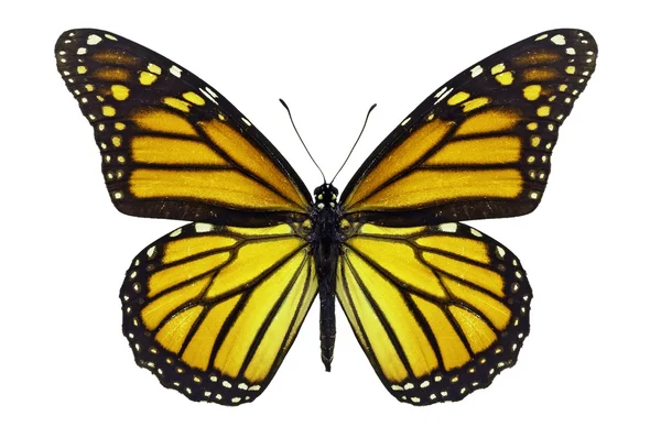 Mariposa amarilla — Foto de Stock