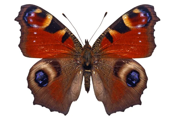 Mariposa roja — Foto de Stock