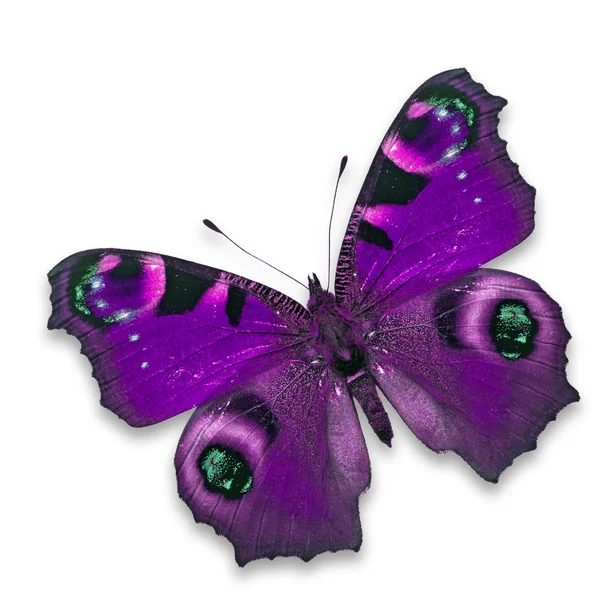 Papillon violet — Photo