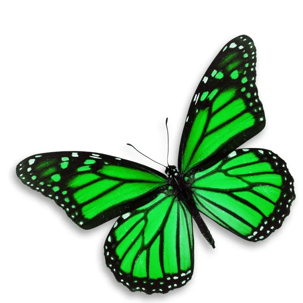 Zielony motyl — Zdjęcie stockowe