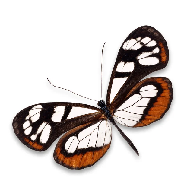 Mariposa de cristal — Foto de Stock