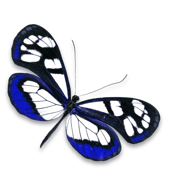 Glasswing motýl — Stock fotografie